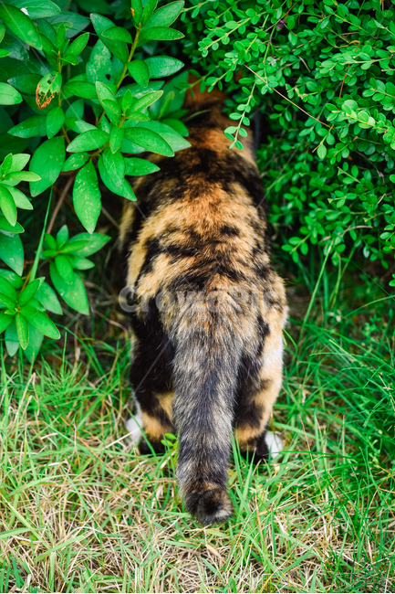 고양이,캣,냥냥이,길고양이,삼색이,치즈냥,냥,cat,동물,동물,animal,포유류,mammal,고양이,cat,kitten,kitty