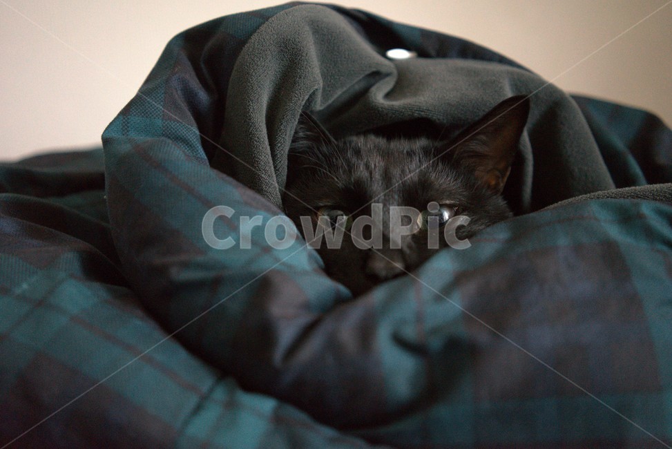 cushion,방석,pillow,베개,couch,침상,furniture,가구,고양이,cat,반려묘,겨울,이불,검은고양이