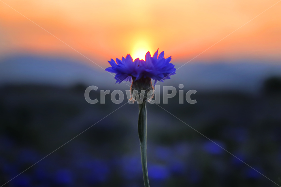 노을,일몰,석양,감성,감성사진,색감,분위기,식물,자연,plants,nature,꽃,flower