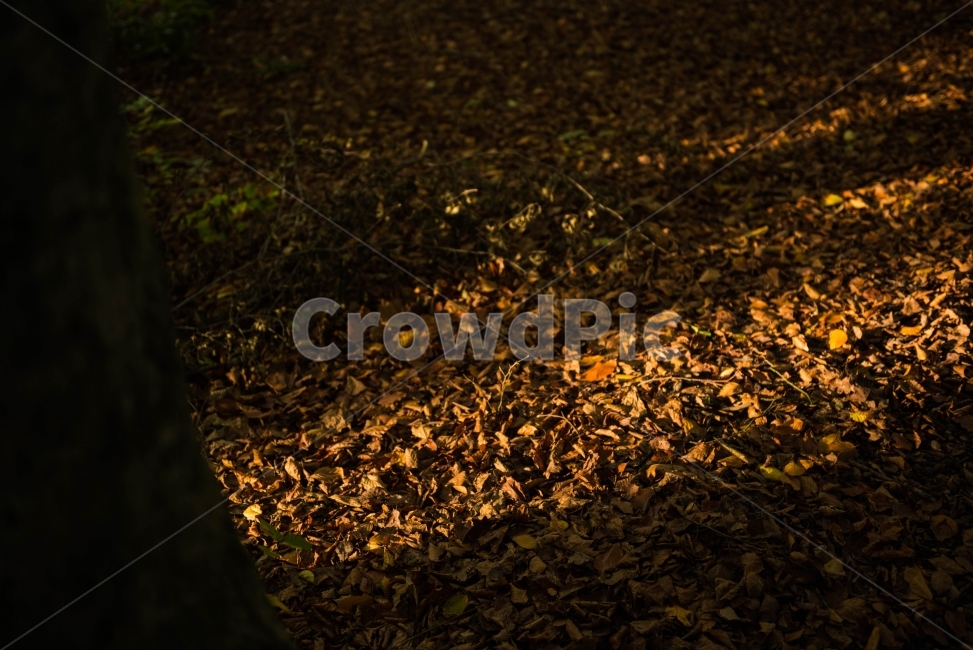 자연,숲,나무,산책,일상,가을,계절,fall,autumn,season,자연,풍경,nature,landscape,flock,대군,animal,동물