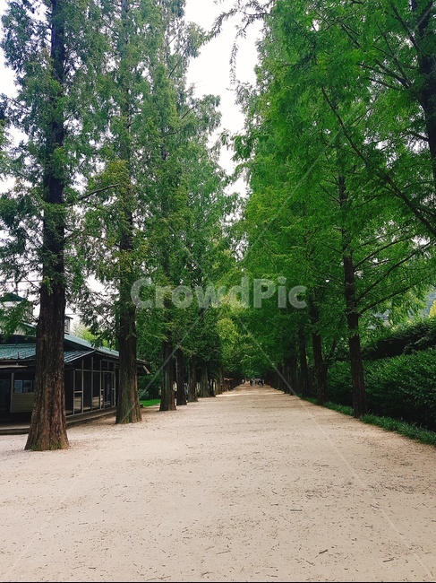 메타세콰이어,길,맑음,낮,담양,자연,풍경,nature,landscape,outdoors,옥외,garden,정원,arbour,정자