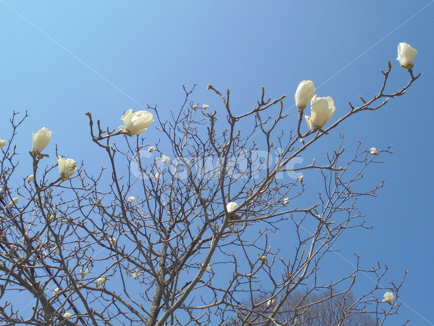 자연,자연물,nature,tree,나무,봄,계절,spring,season,식물,자연,plants,nature,꽃,flower,bird,새,animal,동물