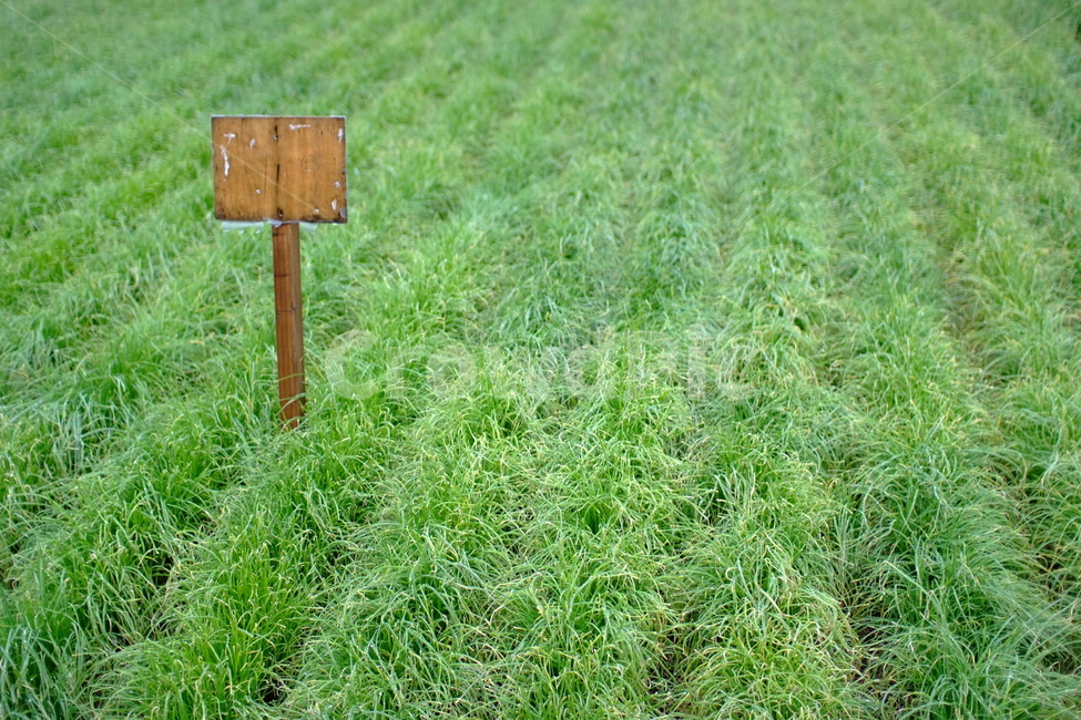 풀,밭,표지판,초록색,grass,green,field