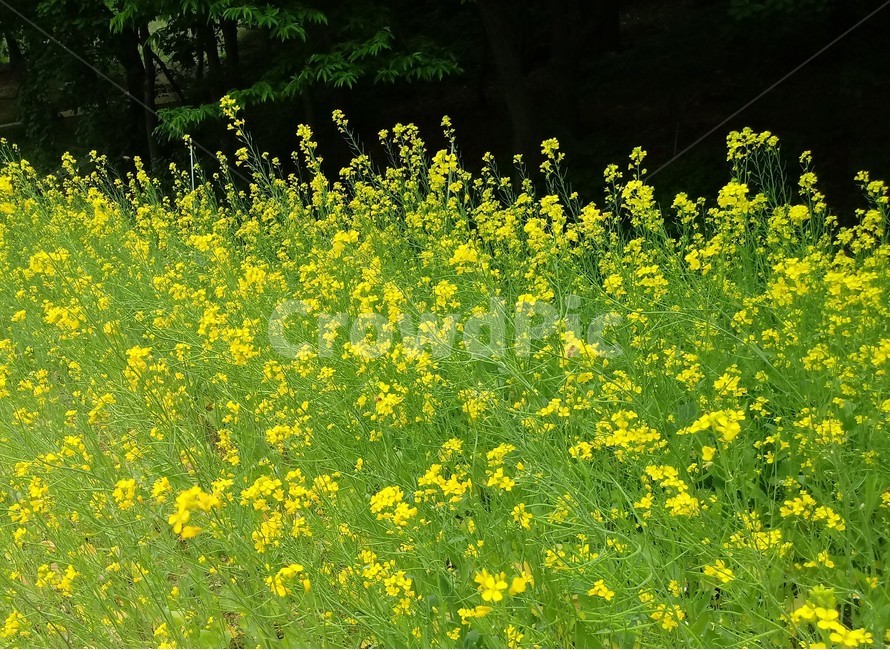 유채꾳,식물,자연,십자화과,노란색꽃,두해살이풀,관상용,rapeseed,운대,호채,봄꽃