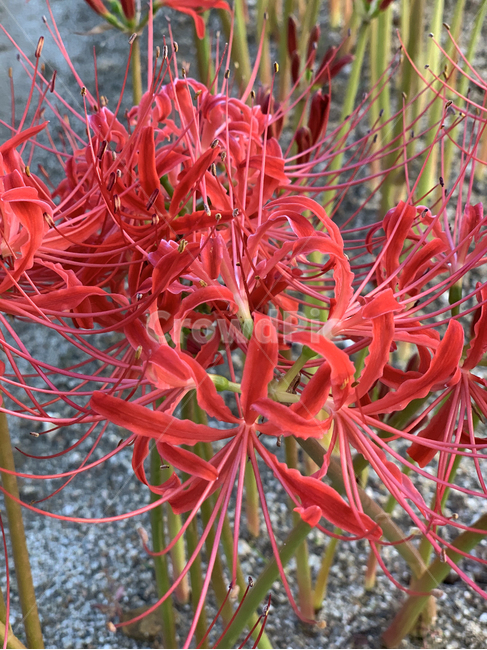 식물,plant,blossom,꽃,flower,빨간꽃,식물,자연,plants,nature,꽃,flower