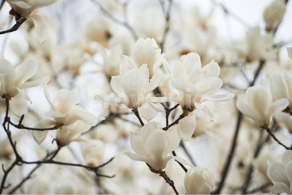 목련,봉오리,봄,흰꽃,식물,꽃,flower,plant