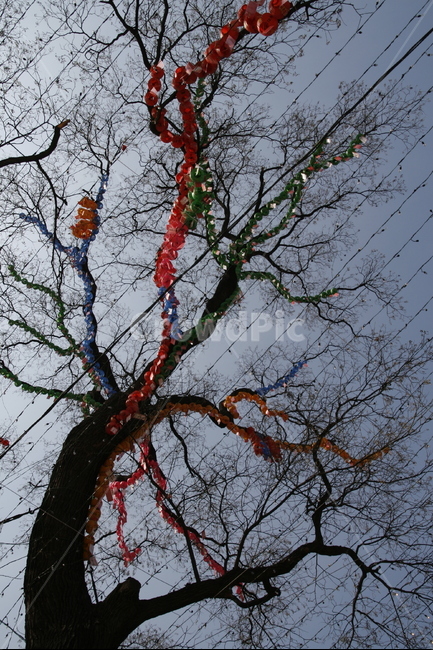 부처님오신날,연등,불교,사찰,석가탄신일,한국전통,한국문화,korean traditional,korean culture,식물,자연,plants,nature,나무,trees,wood,종교,신앙,religion,belief,faith,축제,행사,festival,carnival,event,기념일,축하,anniversary,congratulation,celebrate,celebration
