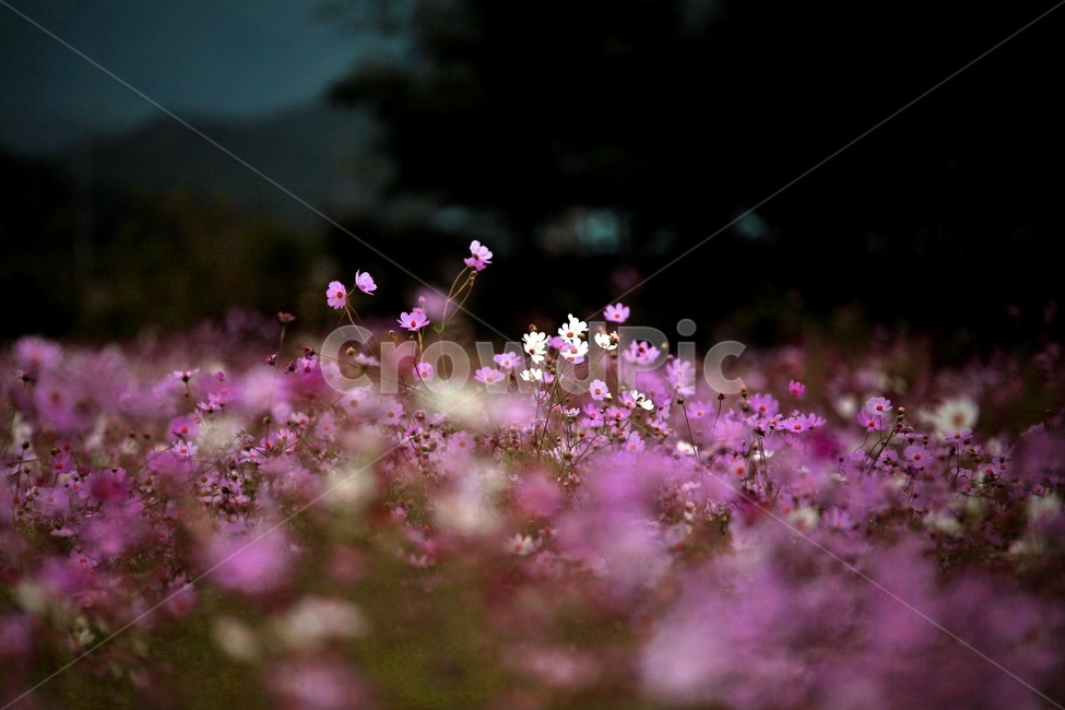 코스모스,식물,꽃,축제,풍경,가을,계절,fall,autumn,season,식물,자연,plants,nature,꽃,flower