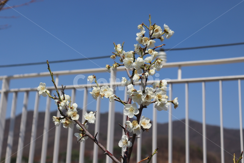 봄,자연,옥상,힐링,꽃,식물,자연,plants,nature,꽃,flower