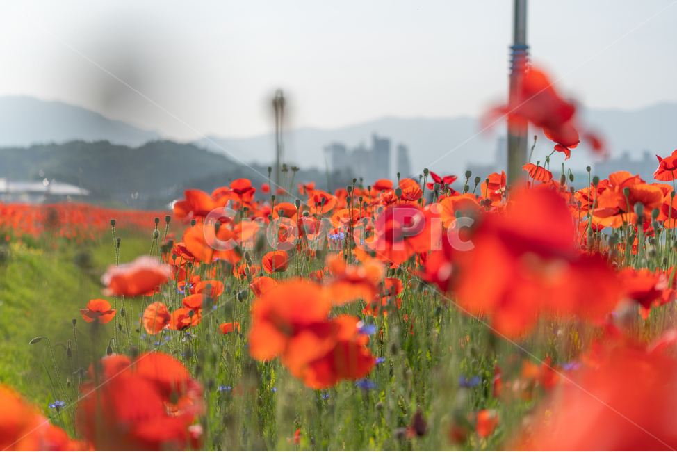 꽃,양귀비,풀,poppy,자연,flowers,natural,식물,자연,plants,nature,꽃,flower