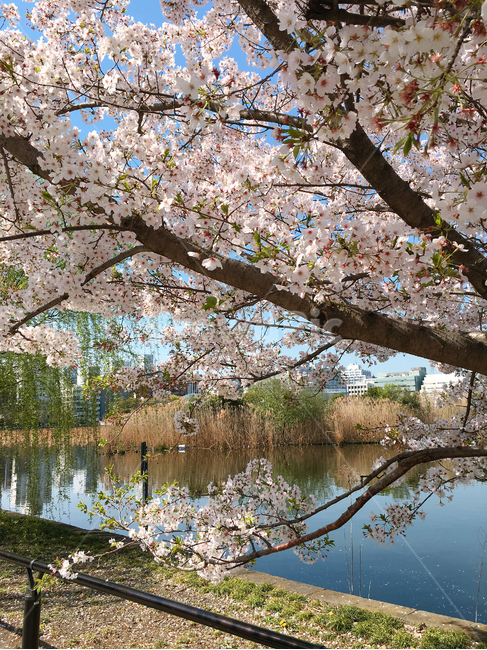 벚꽃,꽃나무,봄,공원,우에노,우에노공원,일본,도쿄,꽃,꽃송이,핑크,자연,연못,cherryblossoms,spring,park,uenoonshipark,ueno,japan,tokyo,flower,pink,pond,봄,계절,spring,season,식물,자연,plants,nature,꽃,flower,plant,cherry blossom,blossom