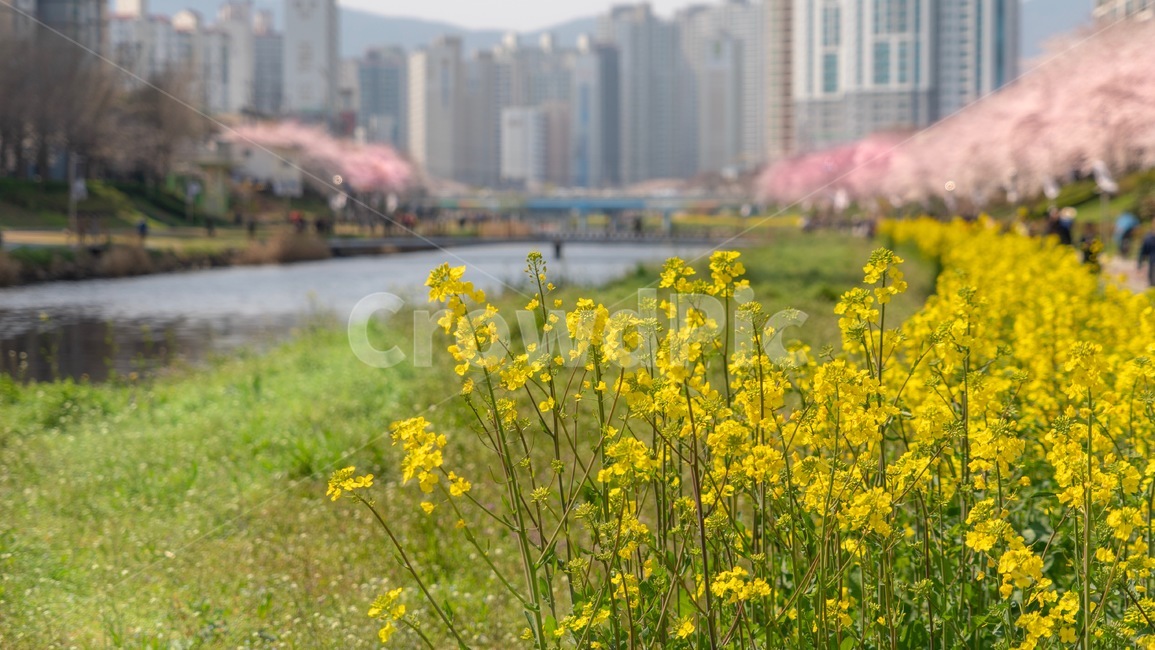 꽃,풍경,자연,노랑,분홍,유채꽃,벚꽃,온천천,봄,계절,spring,season,자연,풍경,nature,landscape,field,들,grassland,목초지,outdoors,옥외,meadow,farm,농장,rural,농촌
