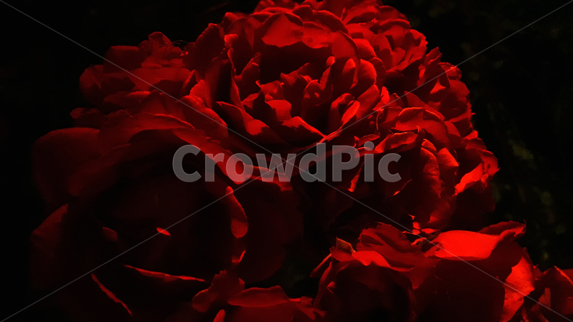 장미,어두운분위기,rose,꽃송이,빨간색장미