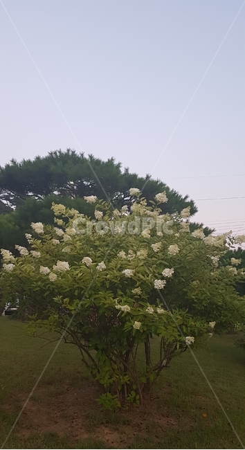 꽃,흰색,나무,정원,하늘,흙