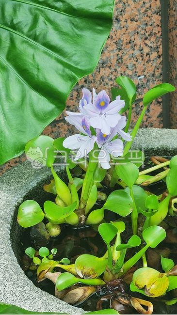 부레옥잠,정화식물,petal,흔들리는마음,물옥잠속,eichhornia,꽃잎,수생식물,flower,꽃,유해잡초,water,물,자연,연못,습지,부유식물,보라색꽃