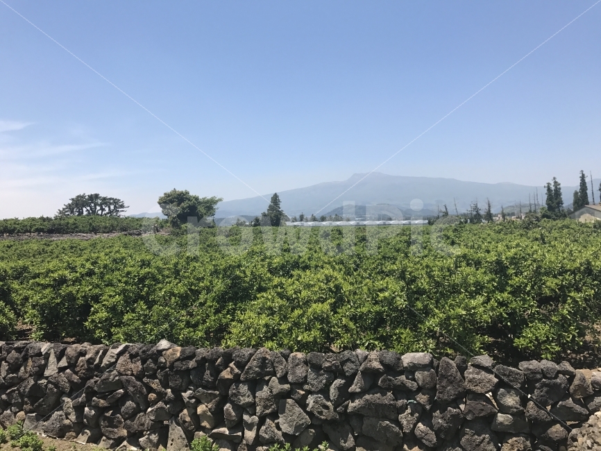 제주도,자연,무보정,들판,돌담,자연,풍경,nature,landscape,제주도,jeju,jeju island,rubble,파편