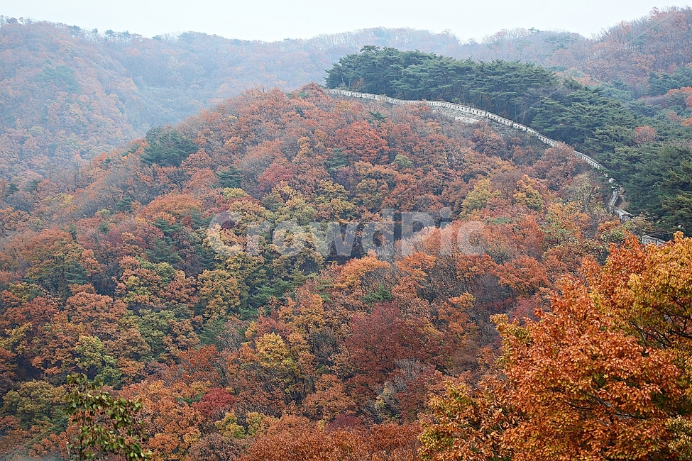 남한산성,성,성곽,단풍,낙엽,길,둘레길,숲,숲길,담,돌담,가을,자연,풍경,벽,울긋불긋,산성,식물,가을,계절,fall,autumn,season