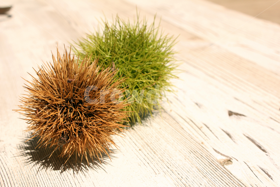밤송이,밤,가을,열매,가시,식재료,녹색,그린,브라운,갈색,뾰족한,brown,food,chestnutbur,bur,autumn,fruit,plant,자연,햇과일,과일,fall,green,나무테이블,테이블,나무텍스춰,table,wooden,가을,계절,fall,autumn,season,음식,식재료,요리,food,cook,meal,dishes,food reserves,과일,열매,fruit,식물