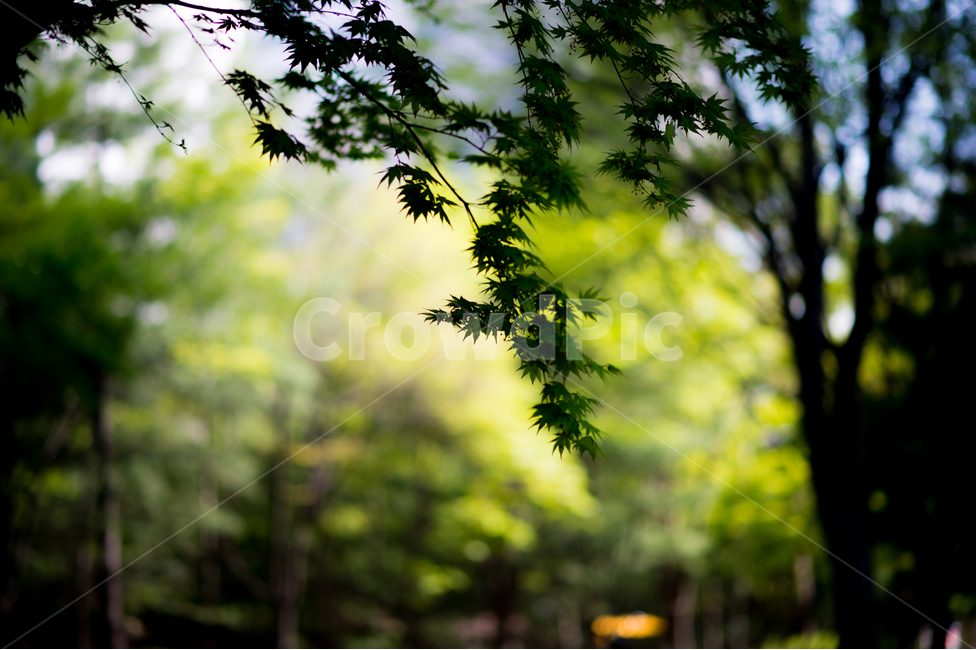 나무,여름,감성,스냅,숲,봄,여름,계절,summer,season,식물,자연,plants,nature,나무,trees,wood,plant,leaf,잎