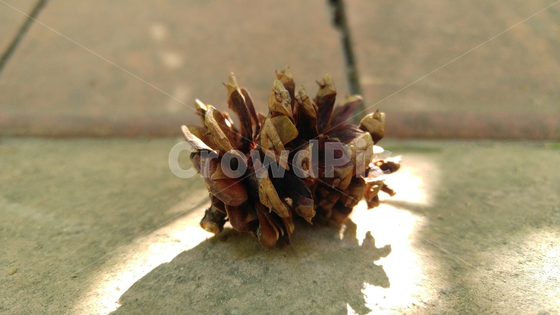 솔방울,열매,갈색,배경,감성,야외,apinecone,fruit,brown,background,emotional,outdoor