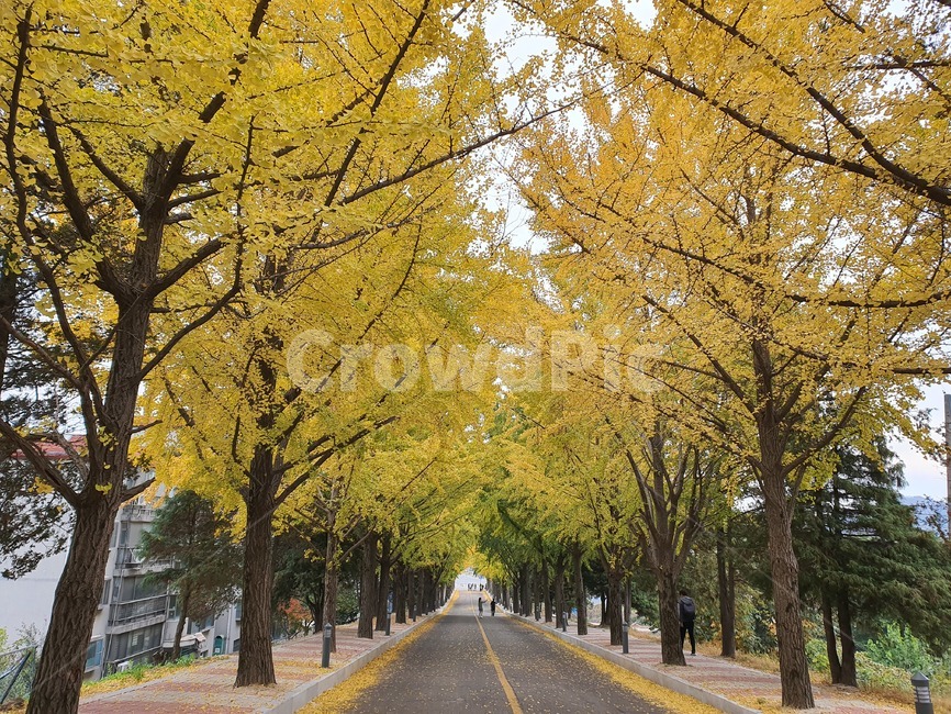 단풍길,단풍,나무,나무줄기,treetrunk,가을,계절,fall,autumn,season,tree,plant,식물,tree trunk,나무 줄기,asphalt,아스팔트