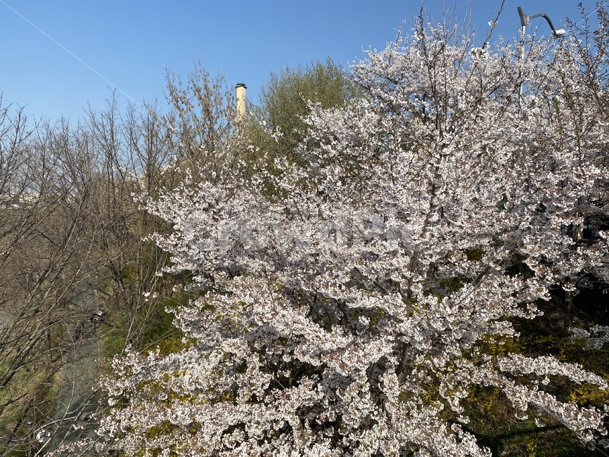 flower,꽃,벚꽃,cherryblossom,개나리,식물,plant,blossom,꽃놀이
