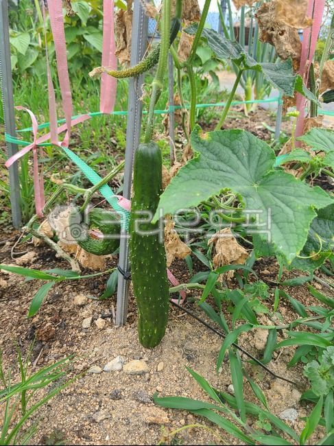 오이,오이밭,오이모종,오이열매,식물,plant,음식,food