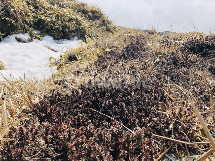 자연,나무,바위,감성,이국적,풀,숲,산,식물,자연,plants,nature