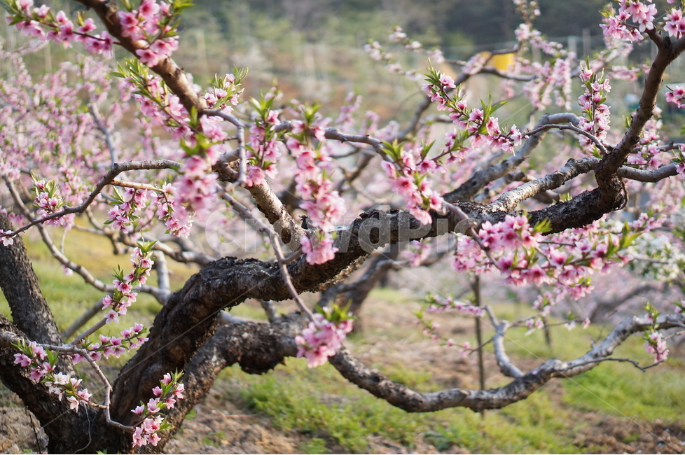 복숭아꽃,나무,핑크,봄,계절,풍경,봄,계절,spring,season,식물,자연,plants,nature,꽃,flower,plant