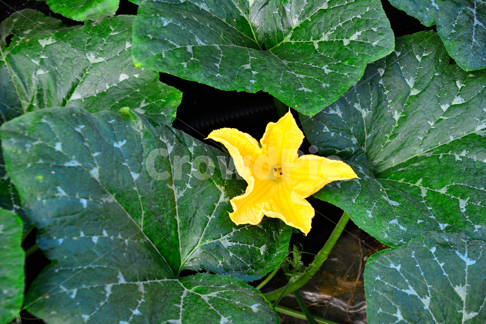 호박꽃,호박잎,꽃,잎새,식물,초본,건강식품,노랑꽃,yellow,pumpkinflower,식용,채소,flower,green,식물,자연,plants,nature,꽃,flower