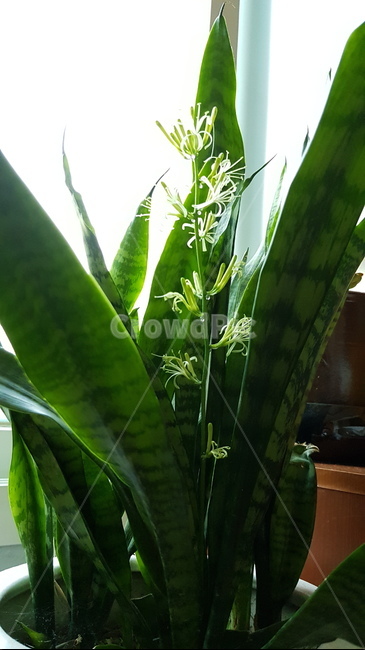 산세베리아꽃,산세베리아,공기정화식물,꽃,green,flower