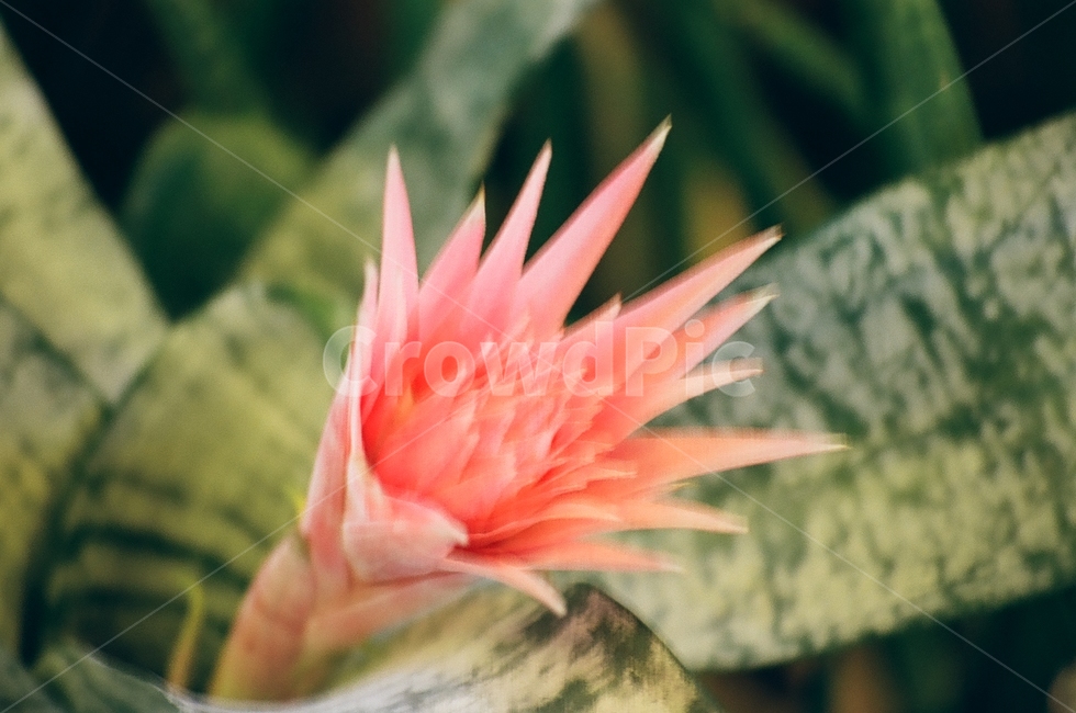 필름카메라,필름사진,감성사진,선인장꽃,식물원,식물,자연,plants,nature,꽃,flower