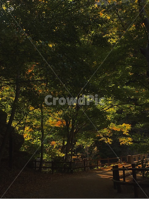 가을,산,산행,단풍,자연,autumn,mountain,hiking,maple,nature,자연,풍경,nature,landscape