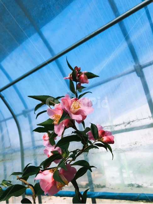 동백,동백나무,동백꽃,나무,식물,식물,자연,plants,nature,꽃,flower