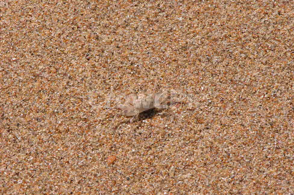 자연,nature,sand,모래,게,crab,해변,바다,beach,sea,동물,animal
