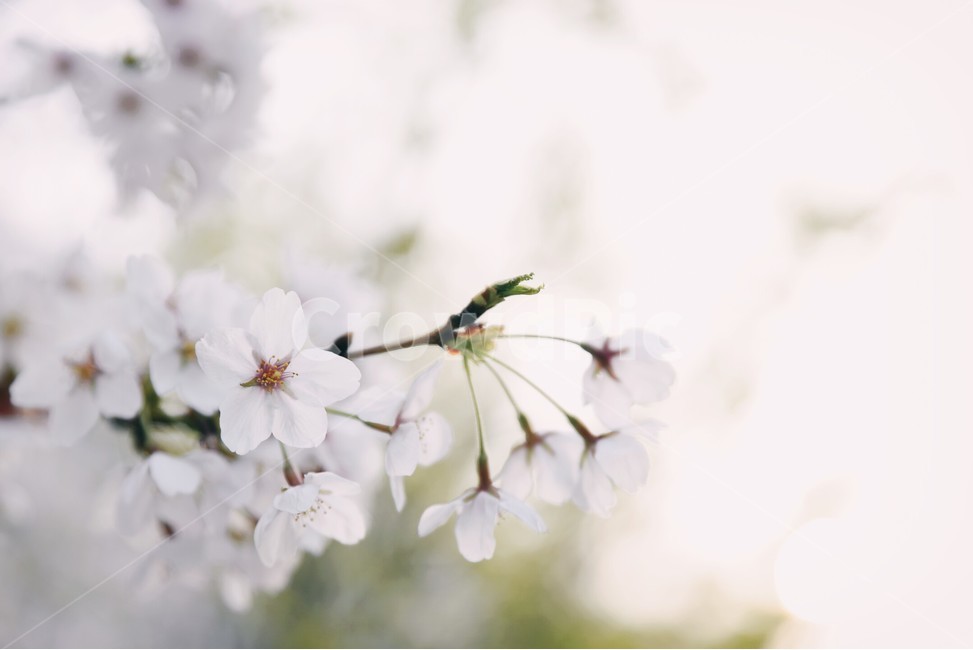 벛꽃,꽃,감성,꽃놀이,벚꽃놀이,봄,계절,spring,season,식물,자연,plants,nature,꽃,flower,plant