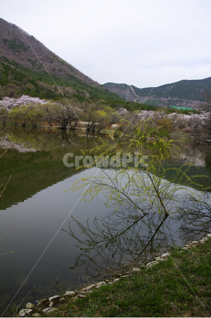 나무,봄,호수,반영,풍경,식물,봄,계절,spring,season,자연,풍경,nature,landscape,한국자연풍경,한국자연경관,korea nature landscape,water,물,outdoors,옥외
