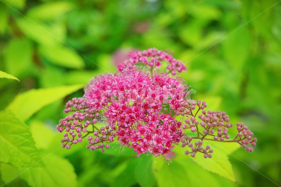 식물,나무,홍조팝,여름,핑크,식물,자연,plants,nature,꽃,flower