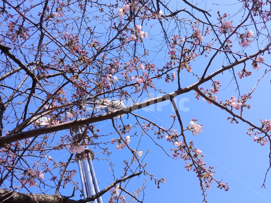 꽃,벚꽃,봄,식물,가로등