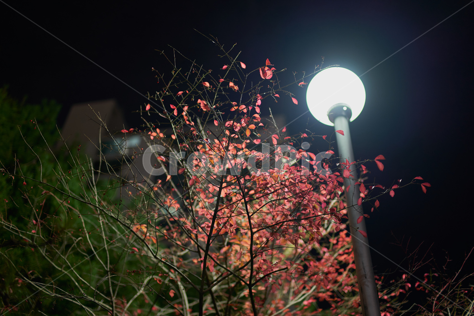 밤,하늘,나무,불빛,mood,night,tree,light,단풍,가을,계절,fall,autumn,season,야경,밤,풍경,nightscape,night,landscape,식물,자연,plants,nature,나무,trees,wood