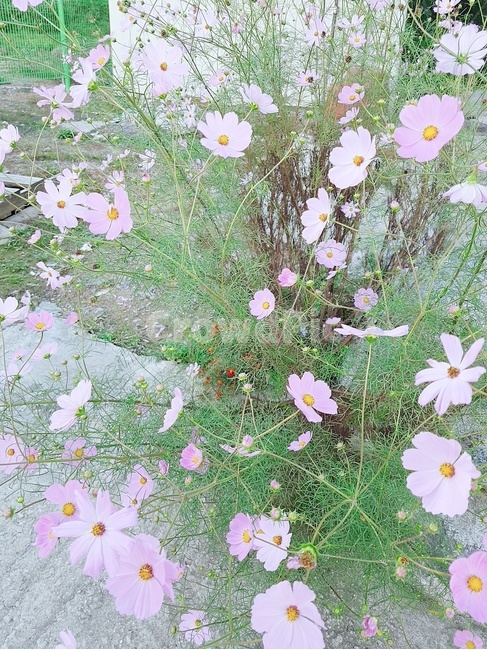 plant,식물,blossom,flower,꽃,코스모스,식물,자연,plants,nature,꽃,flower