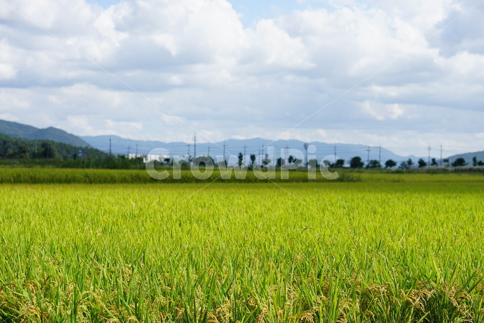 농촌,벼,시골,곡식,가을,자연,풍경,nature,landscape,산업,industry,industrial,농업,농사,agriculture,farming,farming industry,grassland,목초지,field,들,outdoors,옥외