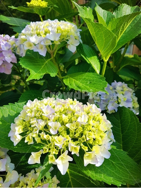 자연,힐링,수국,꽃,감성,연보라색꽃