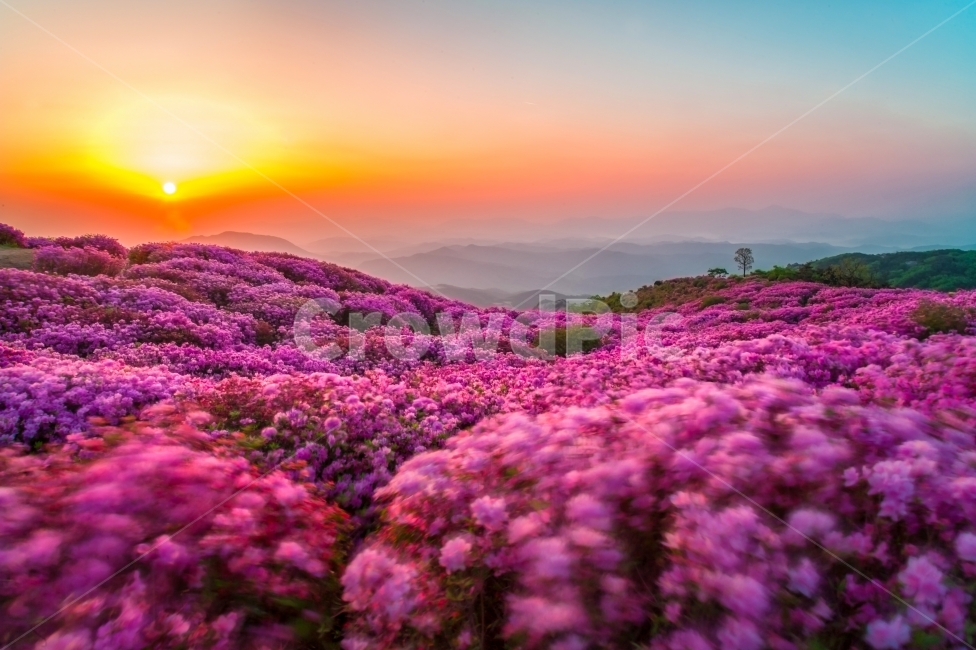 봄,여행,산행,황매산,철쭉,봄,계절,spring,season,자연,풍경,nature,landscape,한국자연풍경,한국자연경관,korea nature landscape,식물,plants,꽃,flower,outdoors,옥외,sunrise,해돋이,sky,하늘