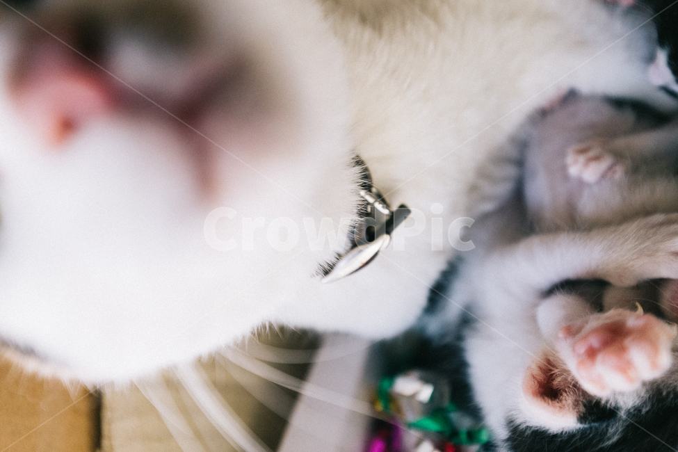 kitten,Meow,stray cat,Gilnyang,cat,Nyanjup,Kitty,animal