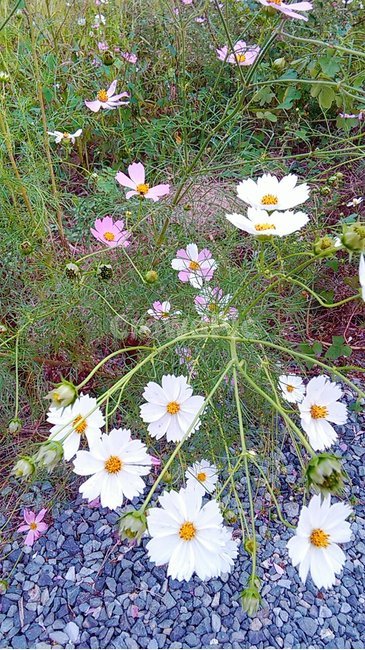 plant,식물,flower,자연,코스모스,식물,자연,plants,nature,꽃,flower