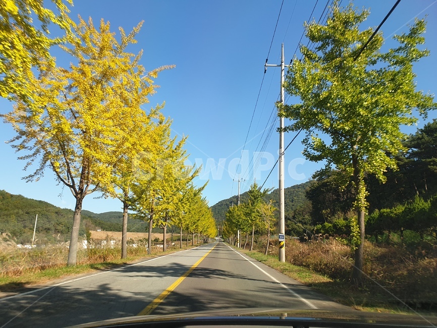 road,도로,asphalt,아스팔트,은행나무,국도,지방도,의령,단풍
