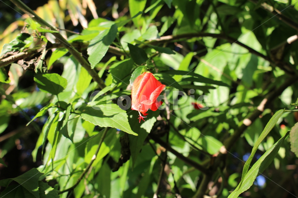 여름꽃,꽃,숲속,열대,여름,자연,한여름날,햇살,초록잎,붉은꽃,산림,summerflower,flower,forest,tropics,summer,nature,asummerday,sunshine,green,red