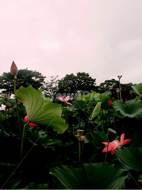연꽃,lotus,꽃,자연,감성,여름,색감,아름다움,flower,풍경,식물,plants,nature,정물,비,장마,연잎,꽃봉오리,안압지,우아,접사,연밭,수생,연꽃축제,피어나다,녹색,잎,계절,lotusleaf,bloom,blossom,leaf,연,습지