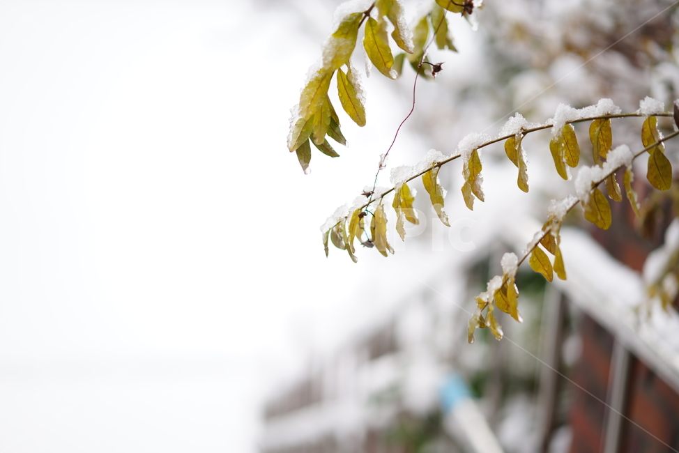 눈,스노우,snow,겨울,풍경,나무,잎,화이트,흰색,winter,식물,자연,감성,추위,겨울,계절,winter,season,자연,풍경,nature,landscape,leaf,plant